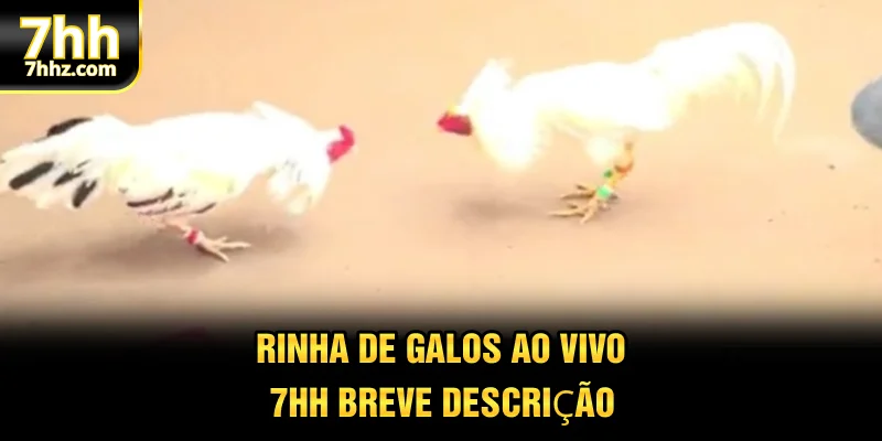 Rinha de galos ao vivo 7HH breve descrição
